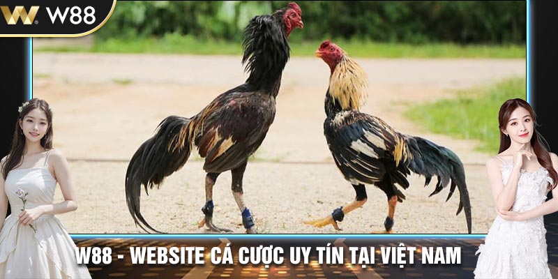 Các màn tranh tài giữa chiến kê đều có quy định rõ ràng về vũ khí