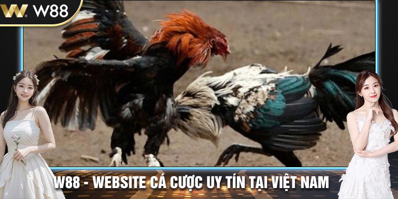 Chiêm ngưỡng trận đấu chọi kê kịch tính với độ phân giải cao