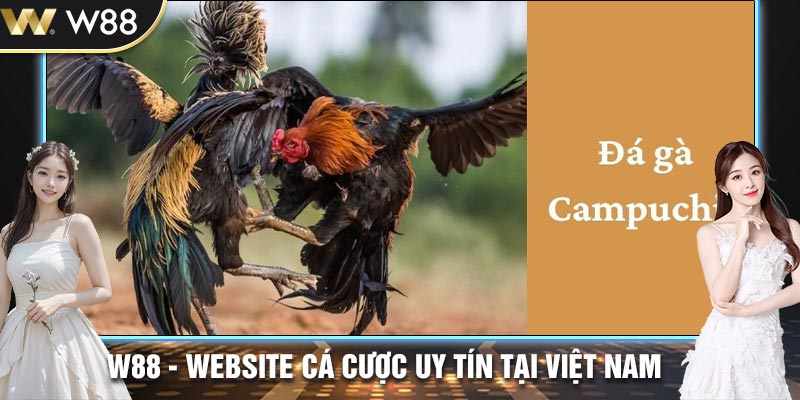 Thông tin về đá gà Campuchia tại W88