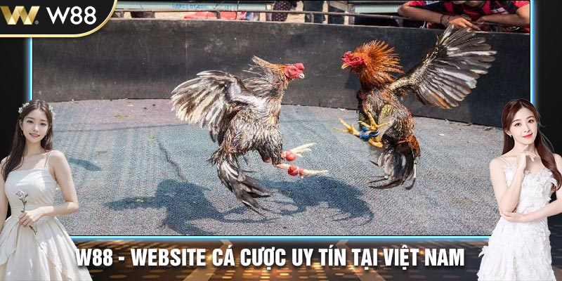 đá gà cựa dao