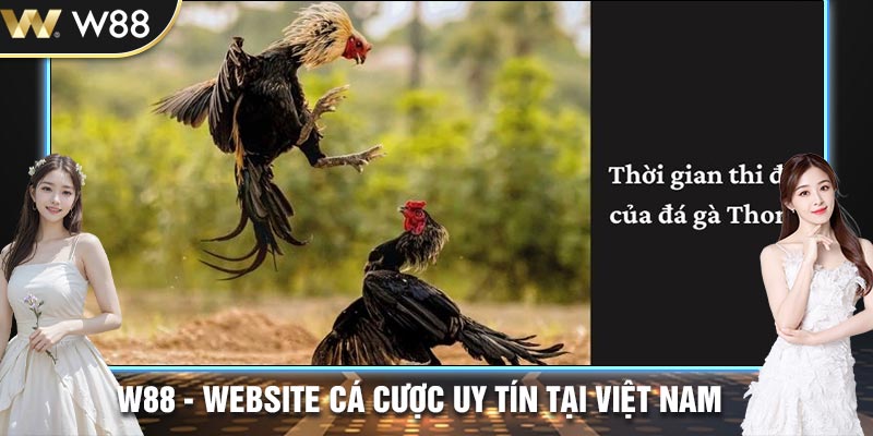 Thời gian diễn ra của 1 trận đấu đá gà