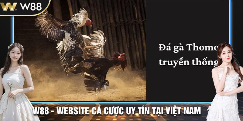 Thể loại đá gà truyền thống 